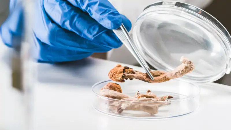 Psychedelische Therapie: Medizinische Forschung an Psychedelikas wie "Magic Mushrooms".