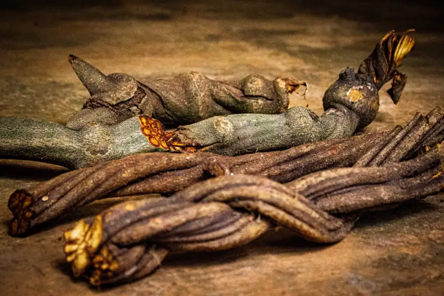 Therapie des Inneren Kind mit Ayahuasca